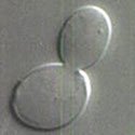 Buddy, the budding yeast