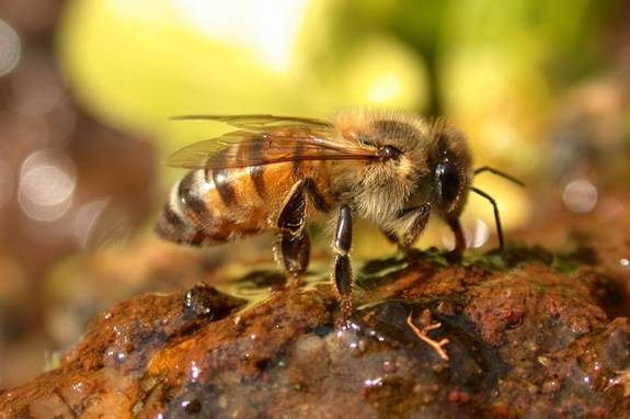 Are Honey Bees Bad for Wild Bees? - JSTOR Daily