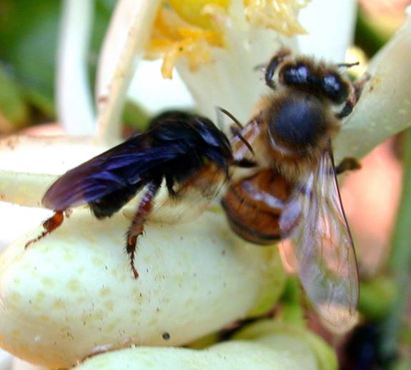 Africanized Honey Bee Identification & Behavior