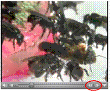 Analysis Of Stingless Bee Aggression