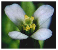 Wildtype Flower