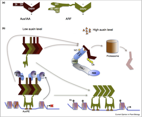 Auxin perception