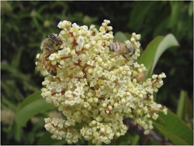 Malosma with bees