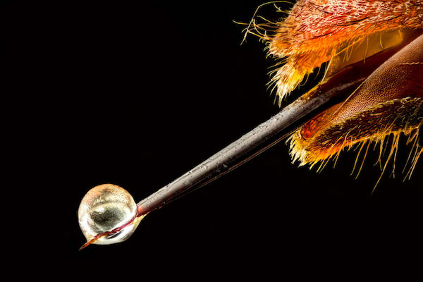 Honey badger venom resistance: biologists discover the secret